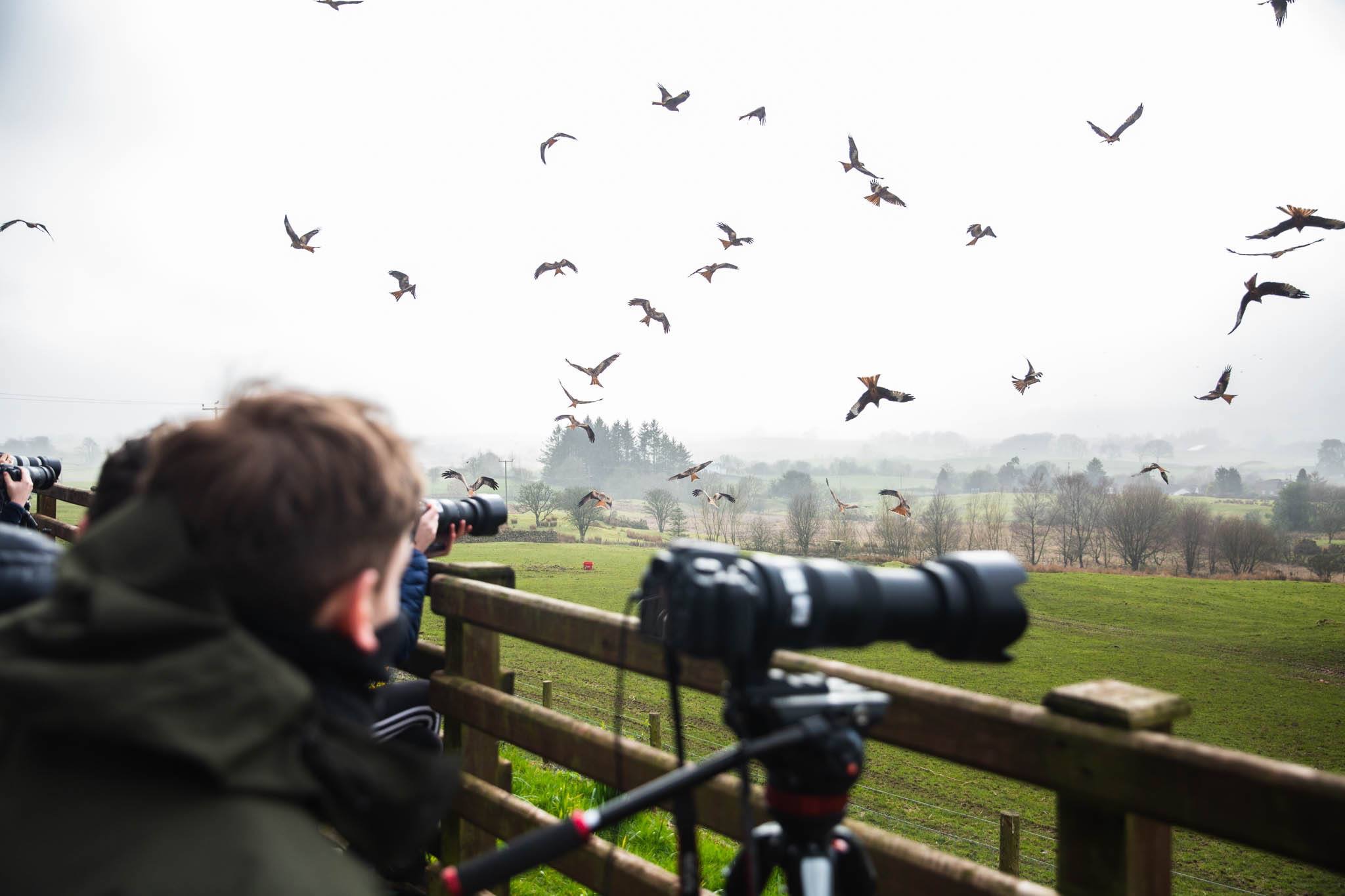 Wildlife Media student on field trip to Red Kite feeding station