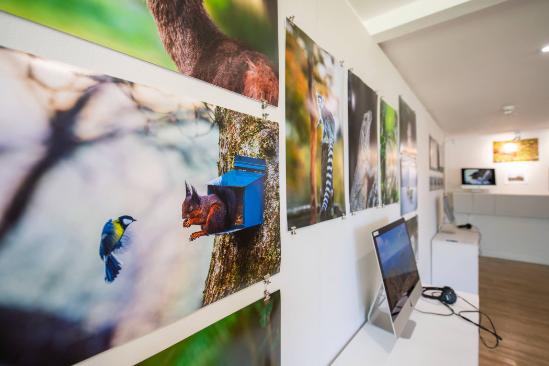 Wildlife Media