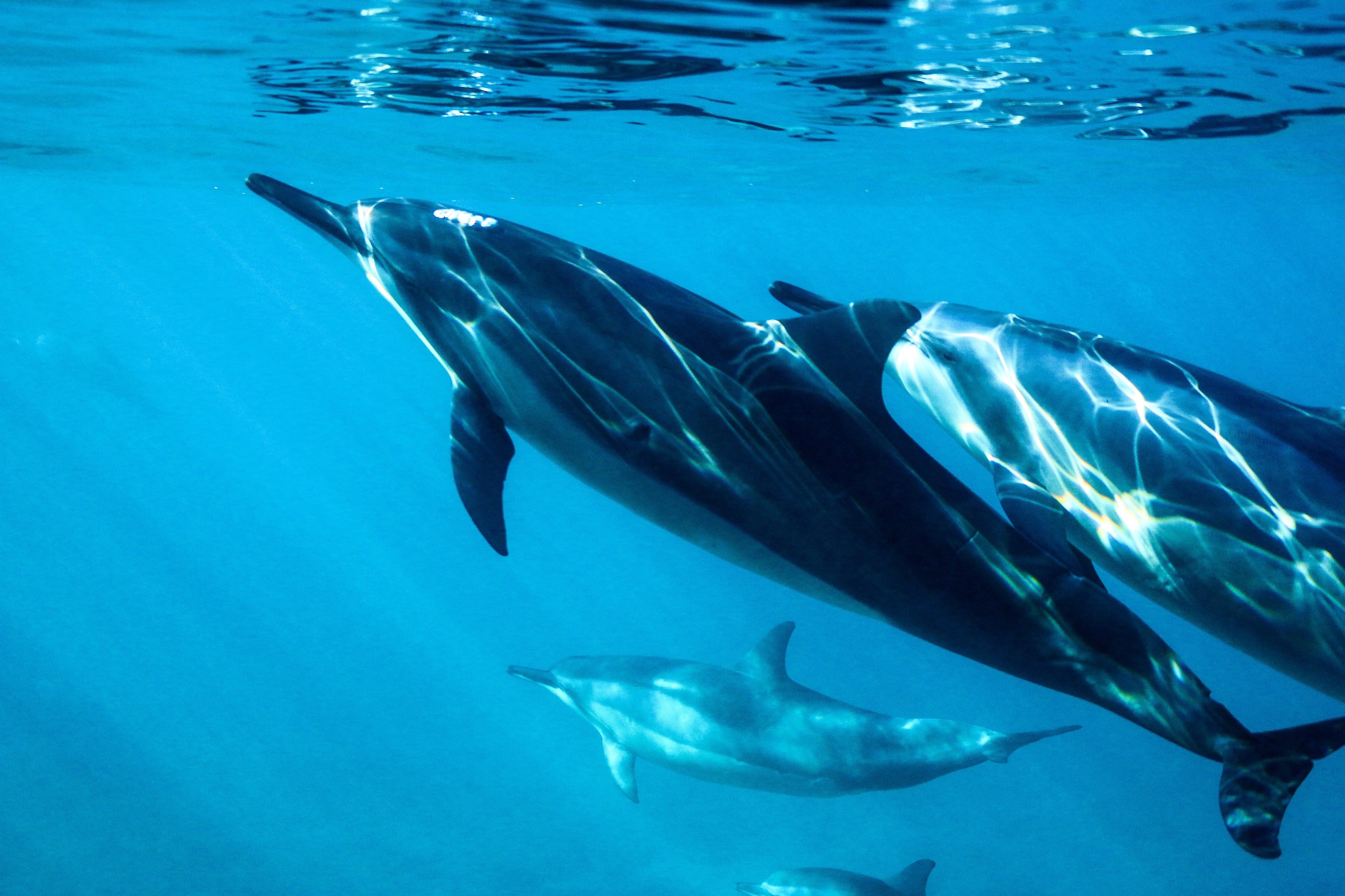 Three Dolphins swimming in the sea Three Dolphins swimming in the sea